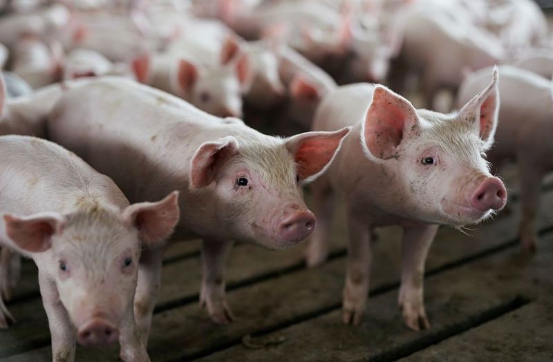 ▲研究人員在中國發現豬隻攜帶 H1N1 豬流感病毒變異體。（圖／翻攝自《華爾街日報》）