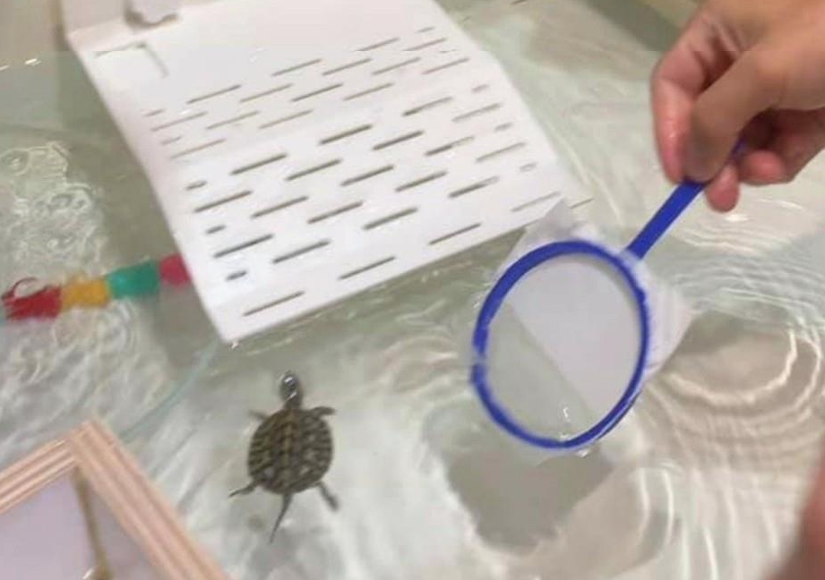 ▲網友到夜市撈烏龜，結帳時聽到要價 1000 元瞬間傻眼。（圖／翻攝自爆怨公社）