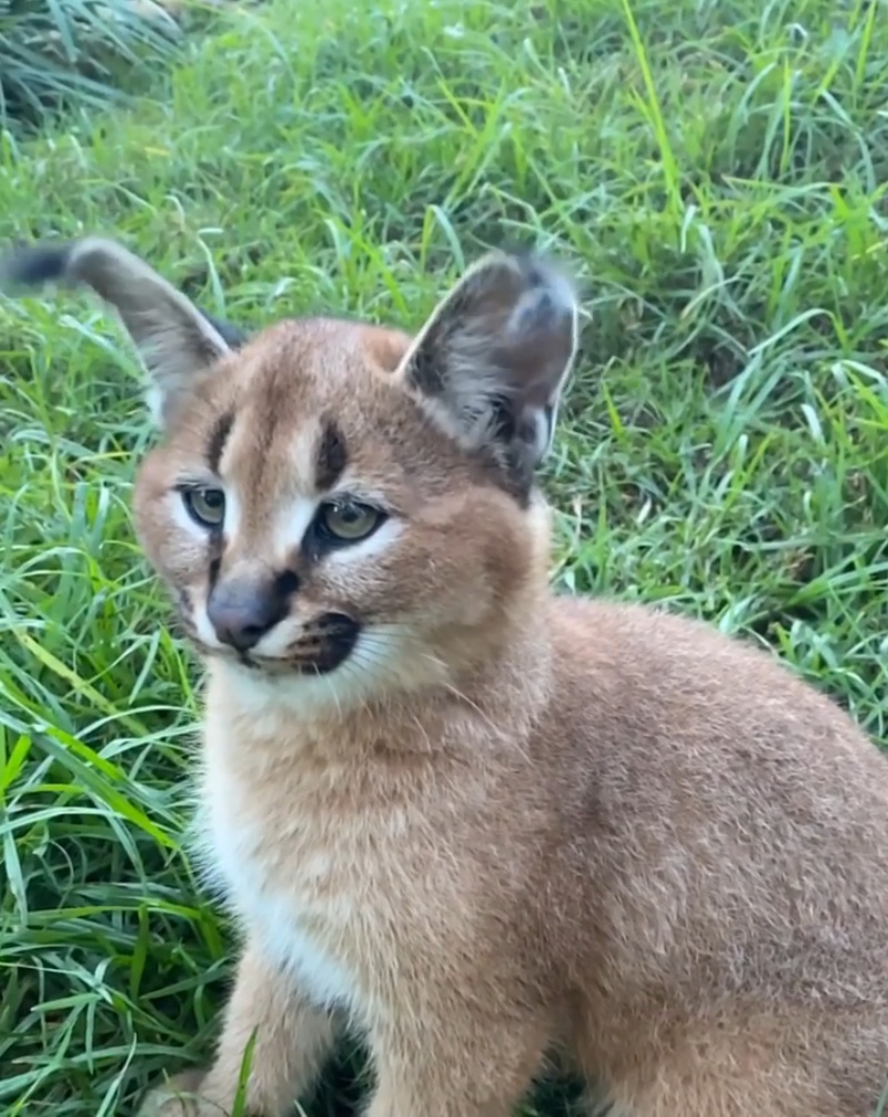 厲害吧～（圖／Facebook@Wild Cat Conservation Centre） 