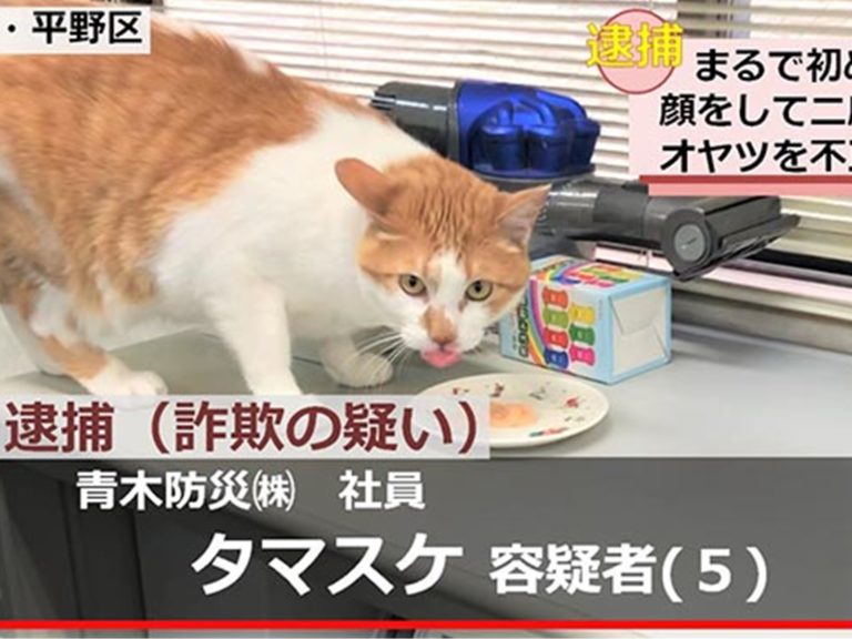 日本橘白貓主任涉嫌收受賄款　火速移送法辦抱緊處理！