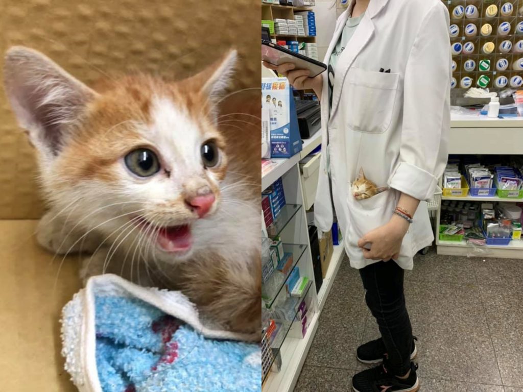 但抱起來瞬間萌化，還可以收服成口袋怪獸。（圖／網友許瑋庭提供） 