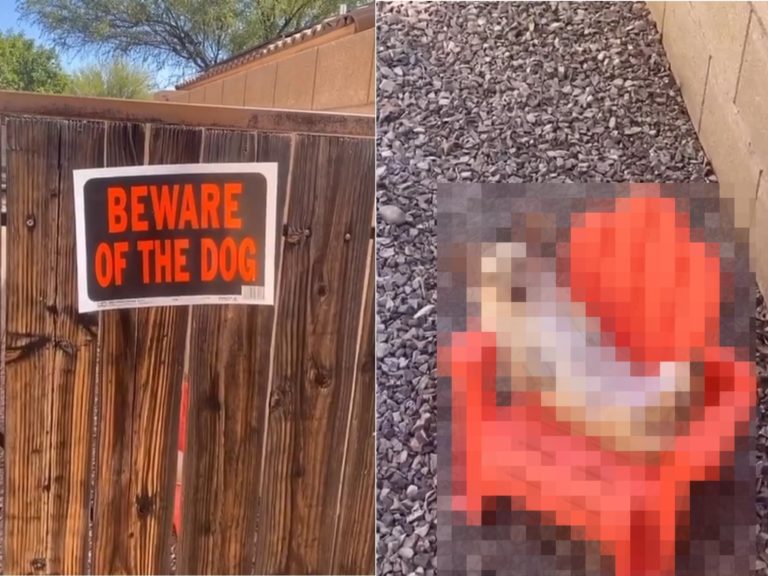 柵欄貼心警告內有惡犬　一瞧看家狗狗真面目網驚：怕爆！
