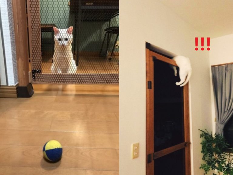日本推主特別訂製的防貓門，想阻止貓咪進入廚房（圖／twitter@yy221126）