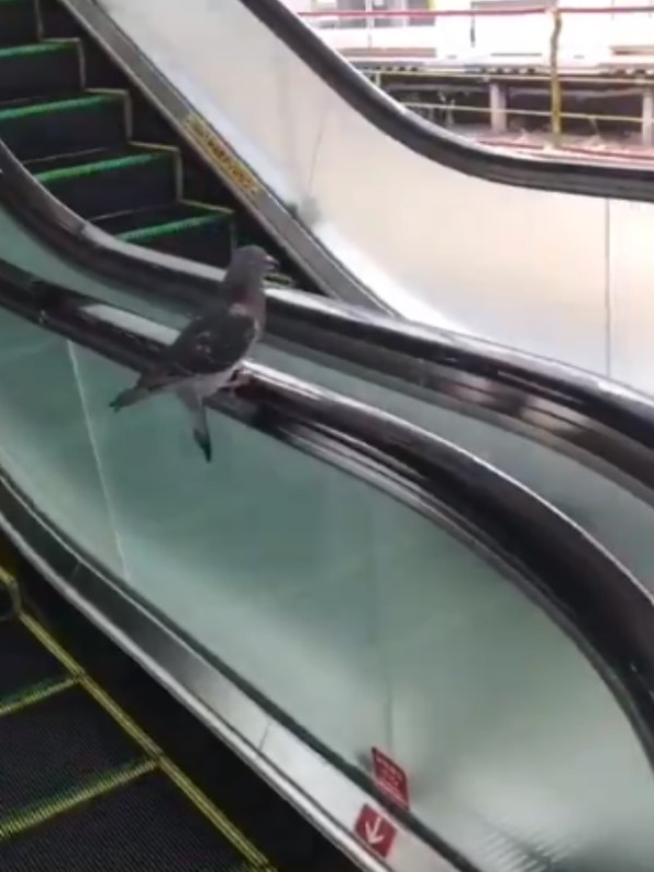 鴿子偷懶搭手扶梯下樓　下一秒竟變「跑步機」網笑翻！