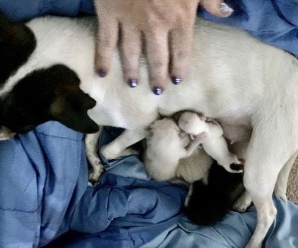 失去寶寶的母狗遇見三隻小奶貓　第一眼就愛上：我來當媽媽！