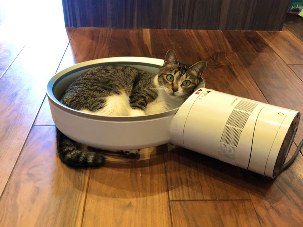 高級的戴森無葉片風扇被貓咪當作貓窩躺（圖／twitter@kokonananya）