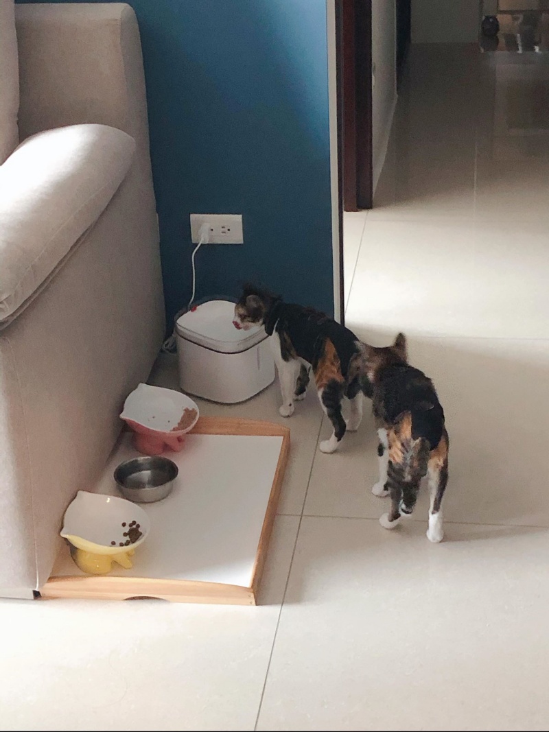 兩隻貓咪都是愛喝水的乖寶寶，正在排隊進廠「喝水水」。（圖／網友Mirabelle Luo授權提供）