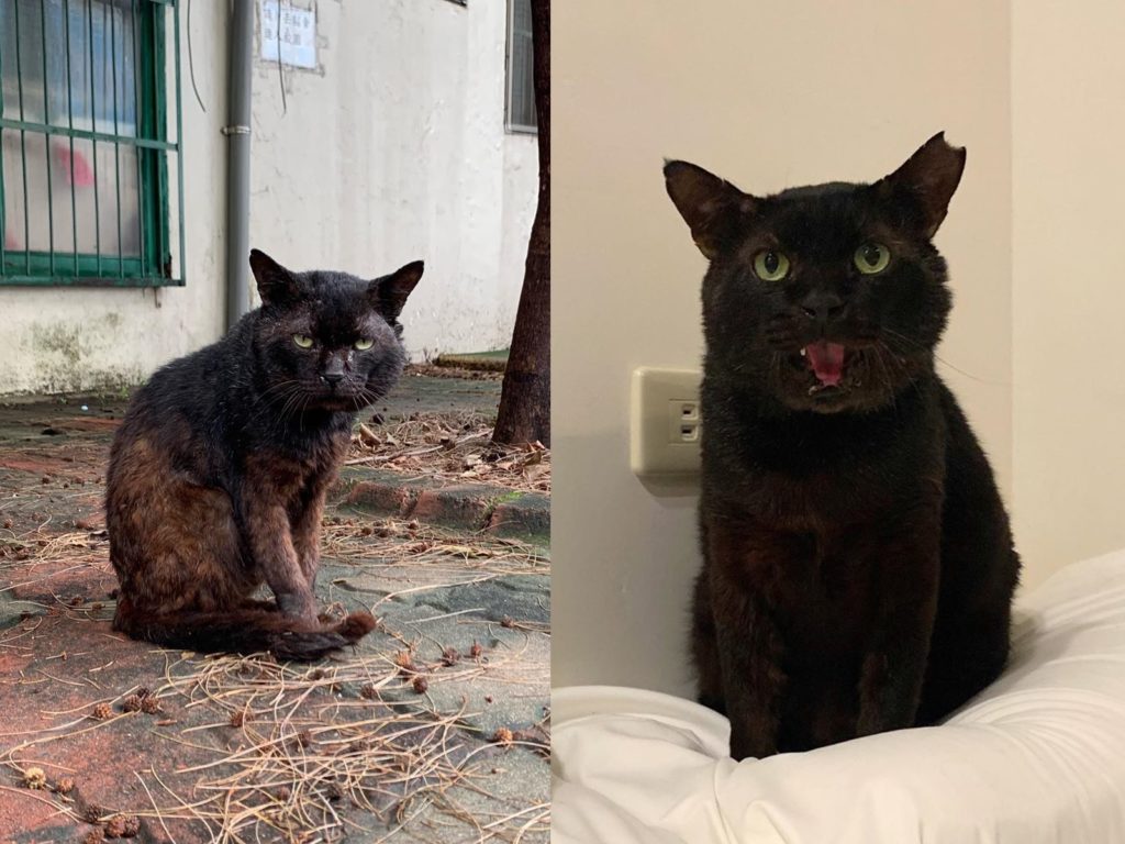 流浪黑貓告別街頭生活　歷經風霜搖身一變貴氣爆棚