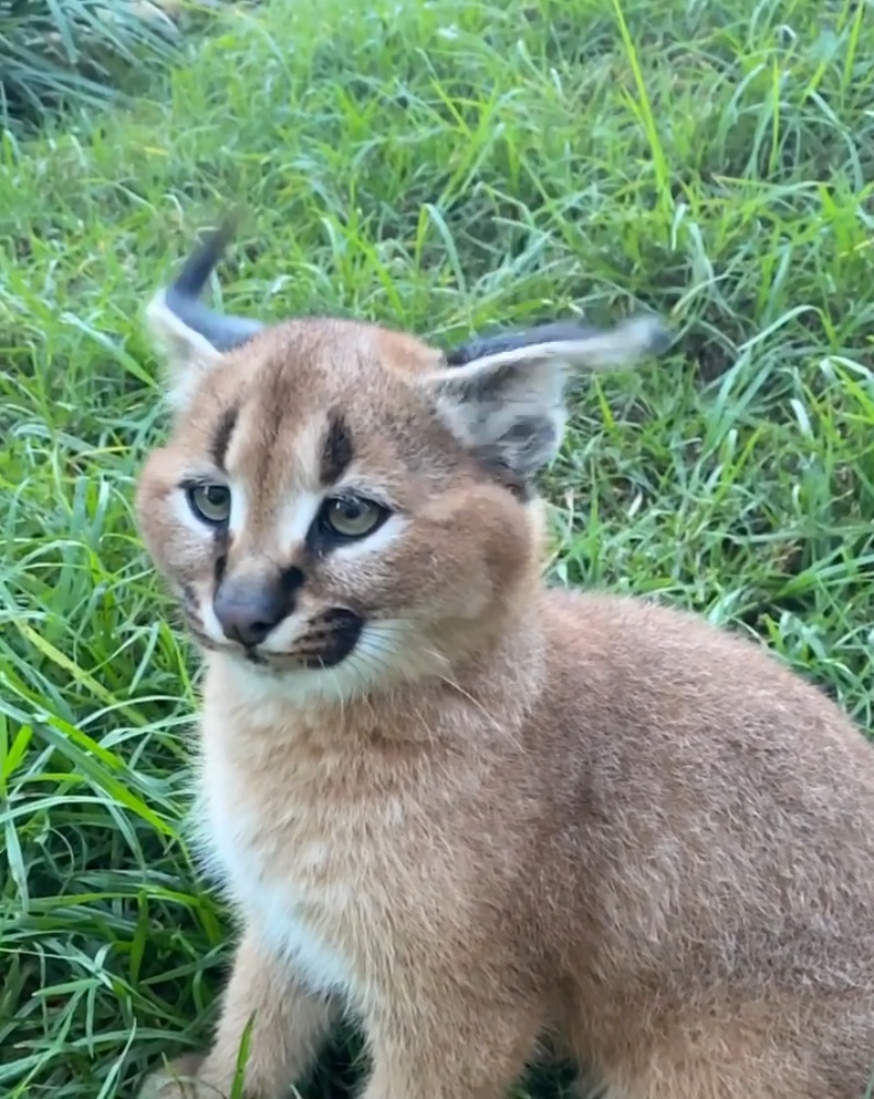 嘿，看偶的！（圖／Facebook@Wild Cat Conservation Centre） 