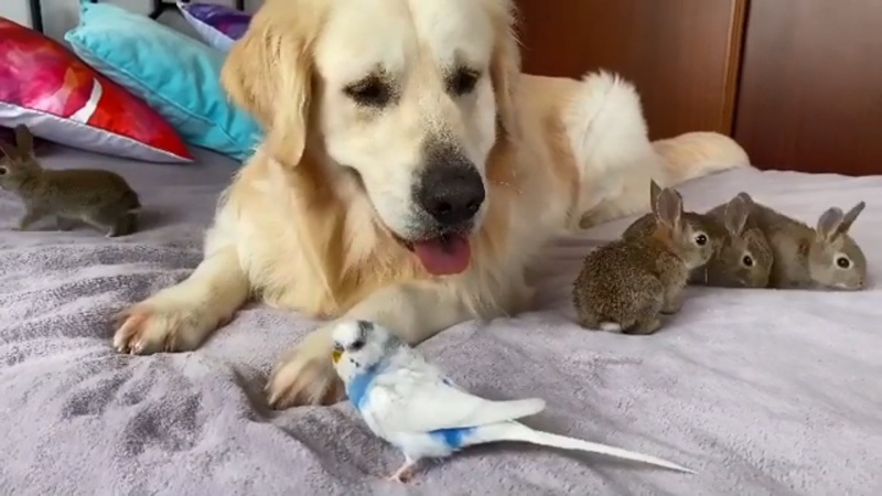 除了兔兔，貝利和家中的鸚鵡也相處得很融洽。（圖／IG@funnydogbailey） 