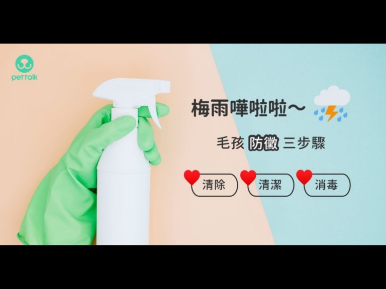 又到梅雨季　毛孩防黴三步驟「清除、清潔、消毒」｜專業獸醫—王小玲
