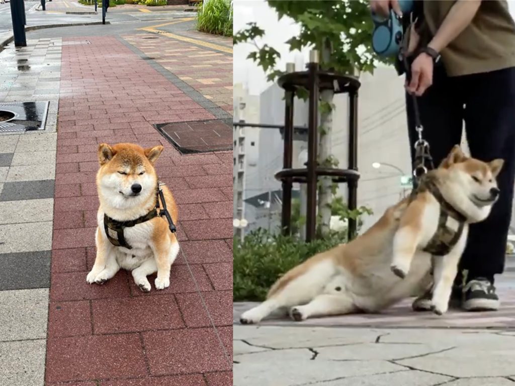 散步結束柴柴倒地癱軟甩賴不走　奧賭賭柴：不回家！