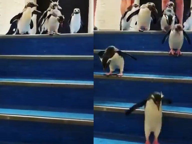 南非水族館企鵝版「小朋友下樓梯」　蹦蹦跳畫面超療癒！
