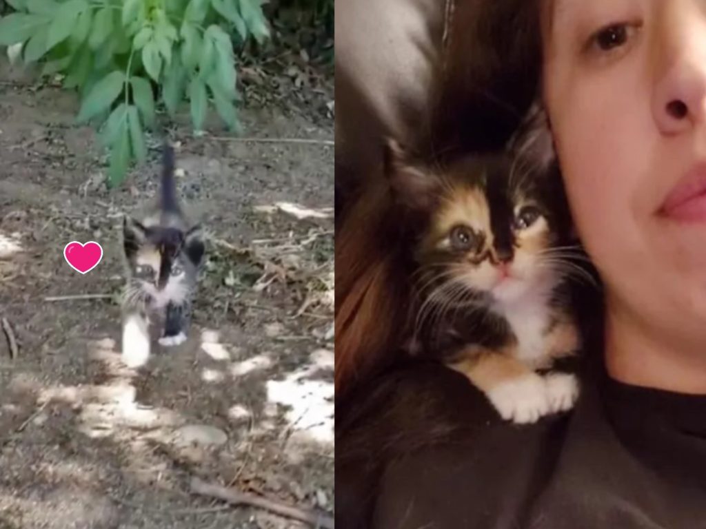 三花小奶貓從草叢竄出，緊跟著女子凱西（圖／翻攝自Youtube@Love Meow）