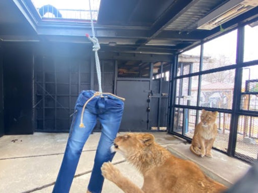 獅子抓咬過的特製牛仔褲，每條都有獅子獨特的設計（圖／campfire@ノースサファリサッポロ） 