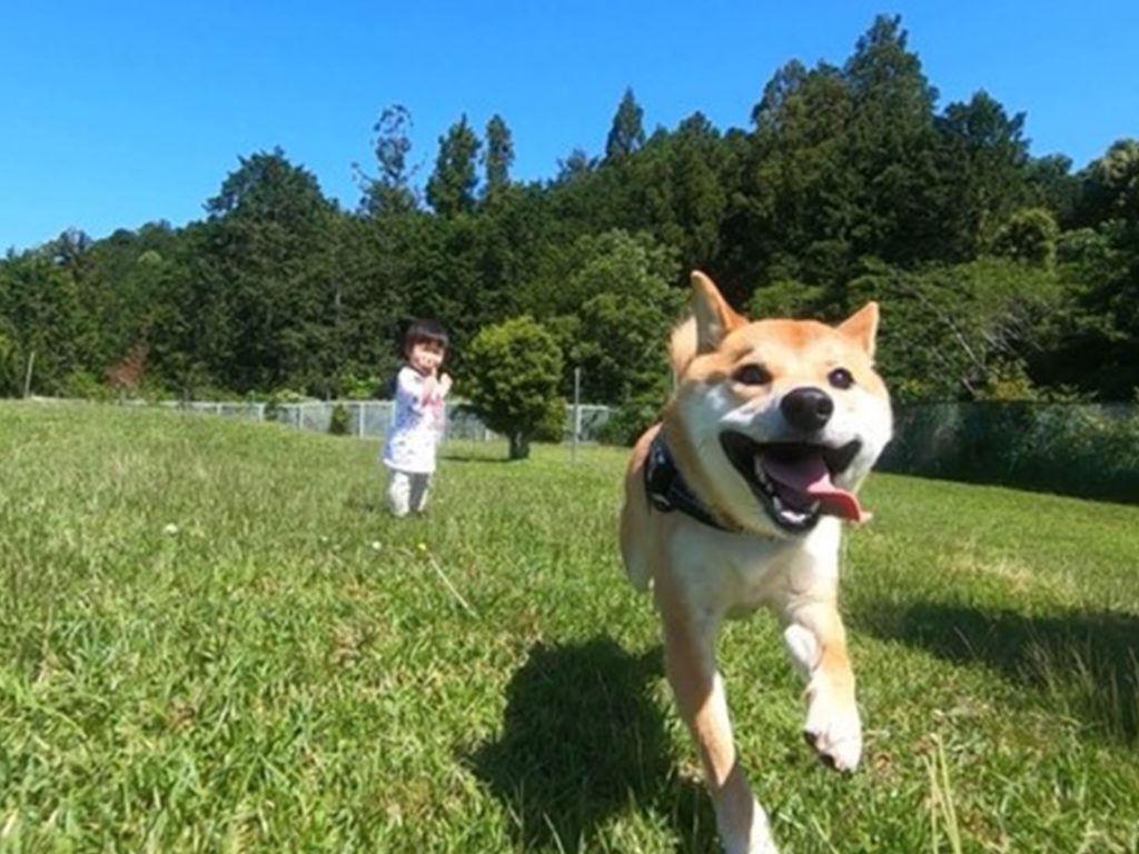 防疫在家悶壞了！柴柴放風欣喜在草原上狂奔