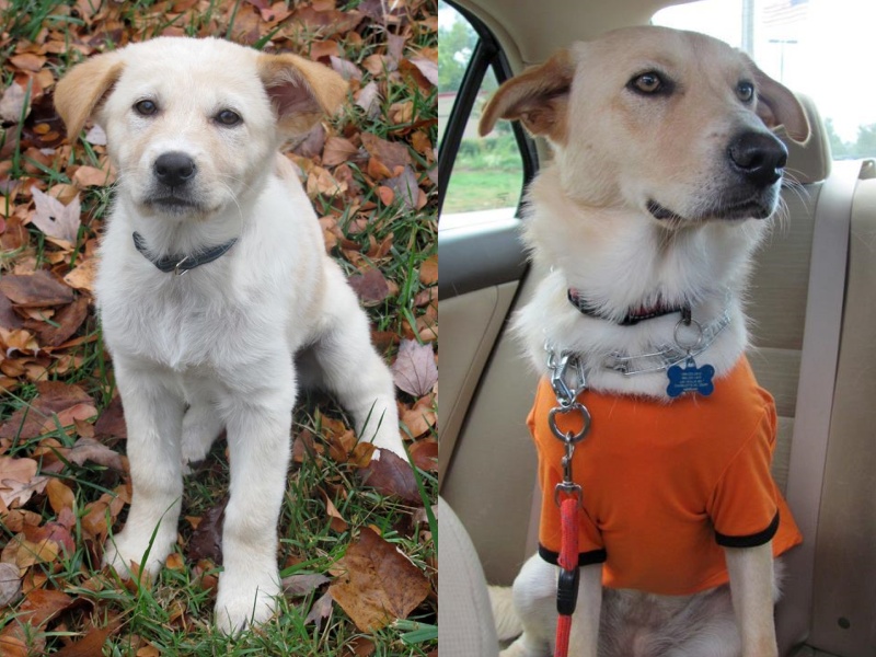 拉布拉多混種犬絲凱勒從小被羅蘋領養，現在已經是隻老狗了。（圖／Facebook@Robin Lowe Lipe） 