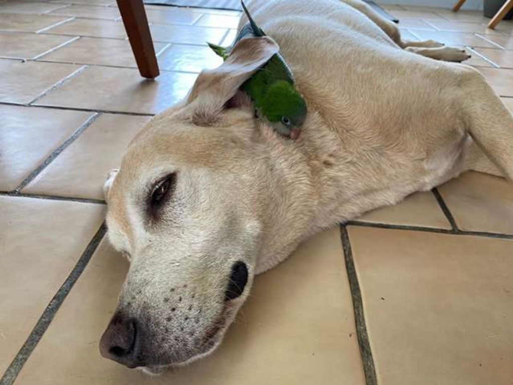 暖心大狗狗解救落巢小鸚鵡　全天候照顧形影不離