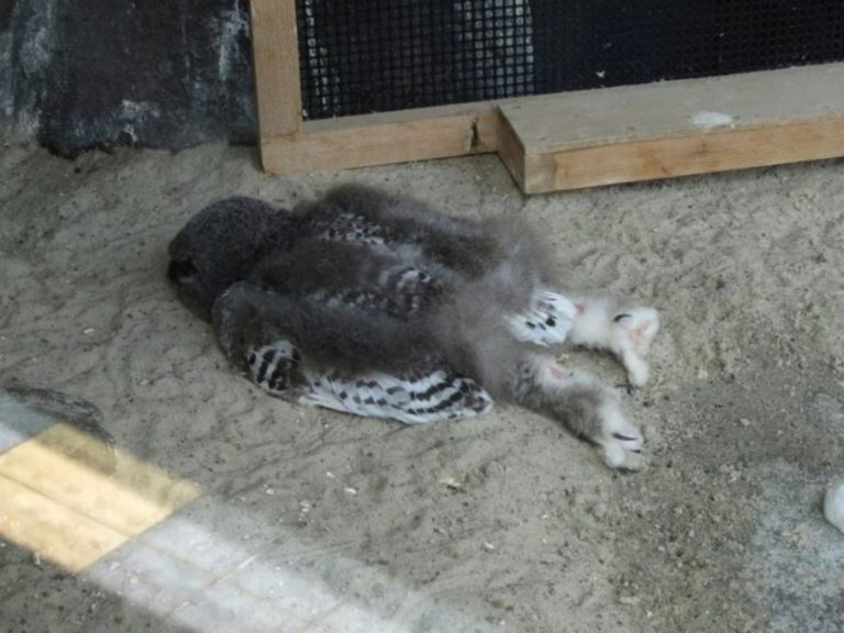 ▲國外網友分享貓頭鷹的奇特睡姿，引發熱議。（圖／翻攝自@reviewwales的推特）