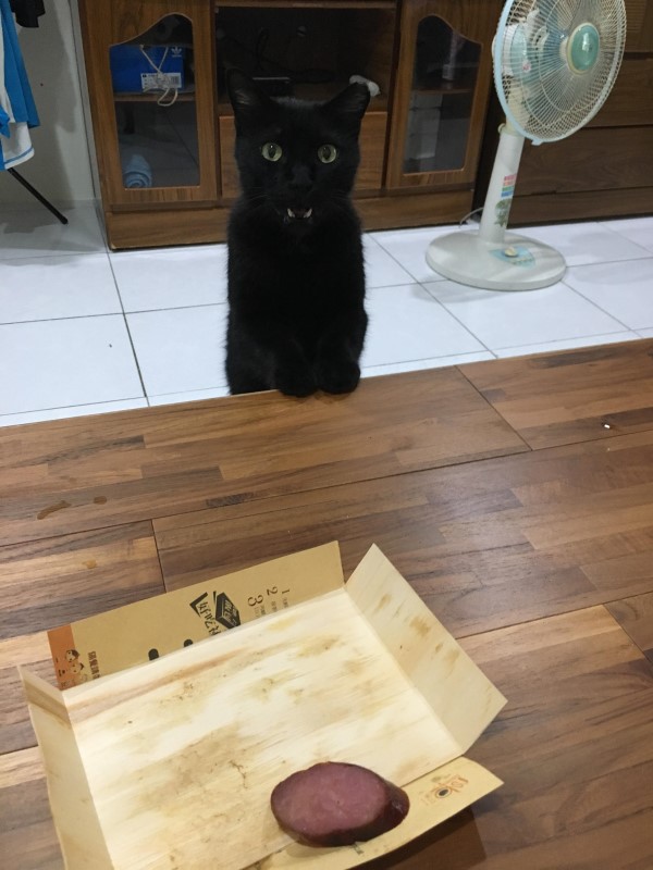 黑貓想偷吃便當香腸　女子：你不能吃！等等我沒養貓啊！