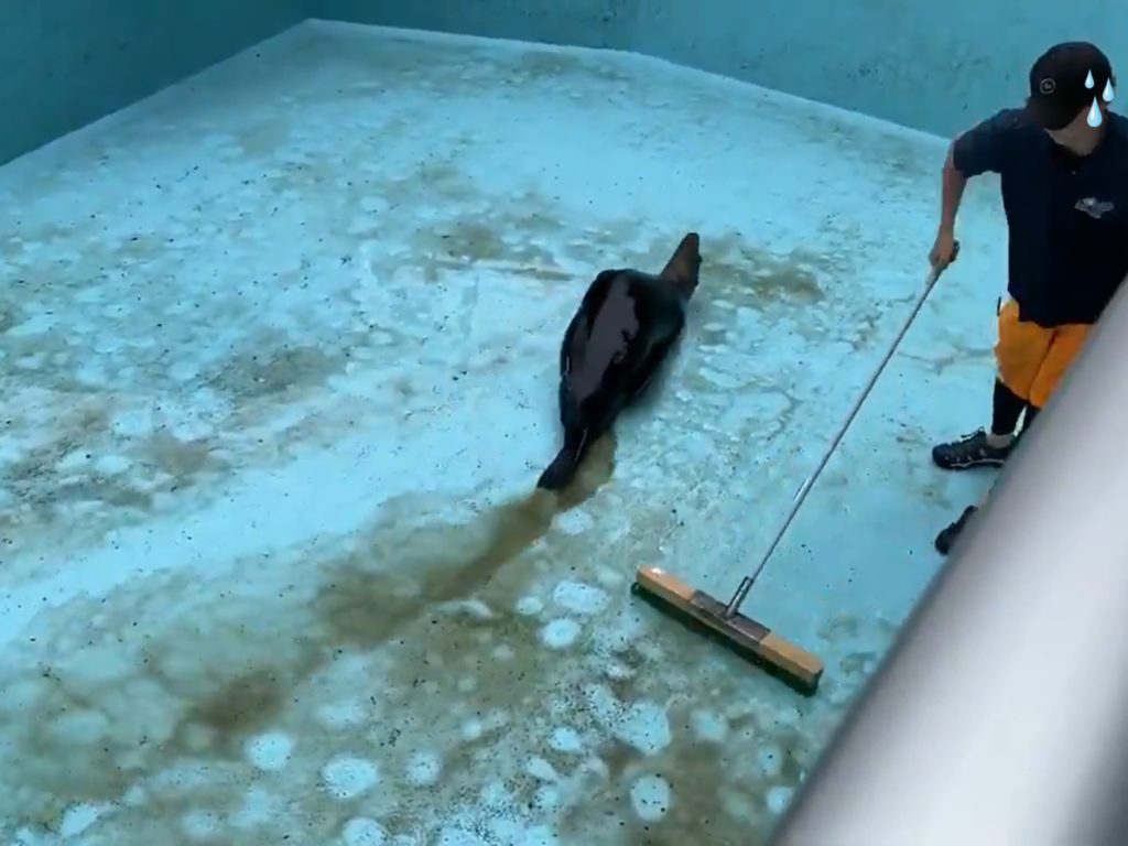 海獅：都是我的功勞啦！（圖／Twitter@CIicWdhHlXGV0Xs） 