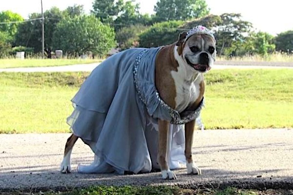 畢業舞會被取消　少年帶燦笑愛犬穿禮服：我們自己辦！