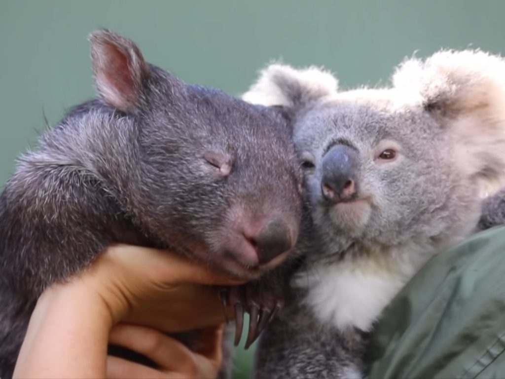 袋熊是在地面上和地穴中生活，而無尾熊是在樹上生活的動物，兩者有許多不同之處。（圖／Youtube@Australian Reptile Park）