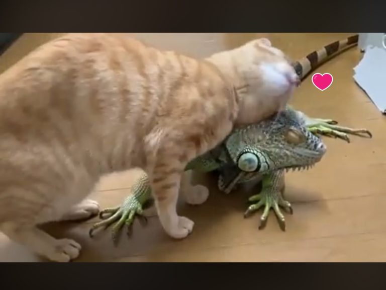 日本一推主家的橘貓狂蹭綠鬣蜥（圖／twitter@emichan_iguana）