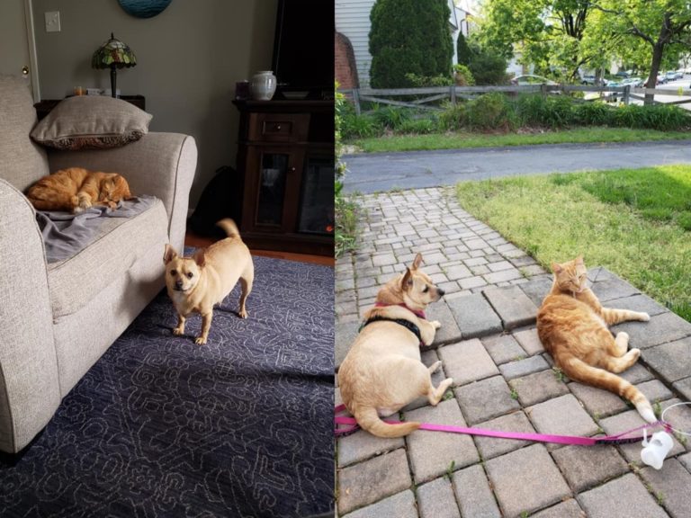 橘貓跑進鄰居家，還與狗狗當好朋友（圖／FB@Marla Schwartz）