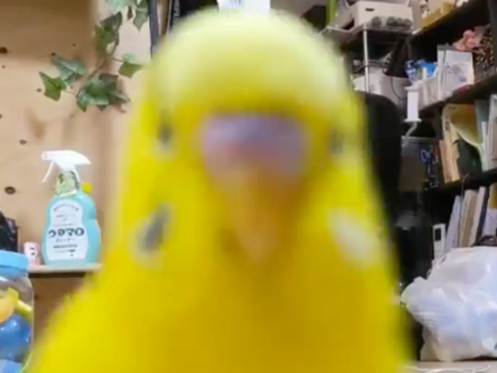 媽！我在這！鸚鵡發現攝影機「嗨翻天」跑來跑去搶鏡頭