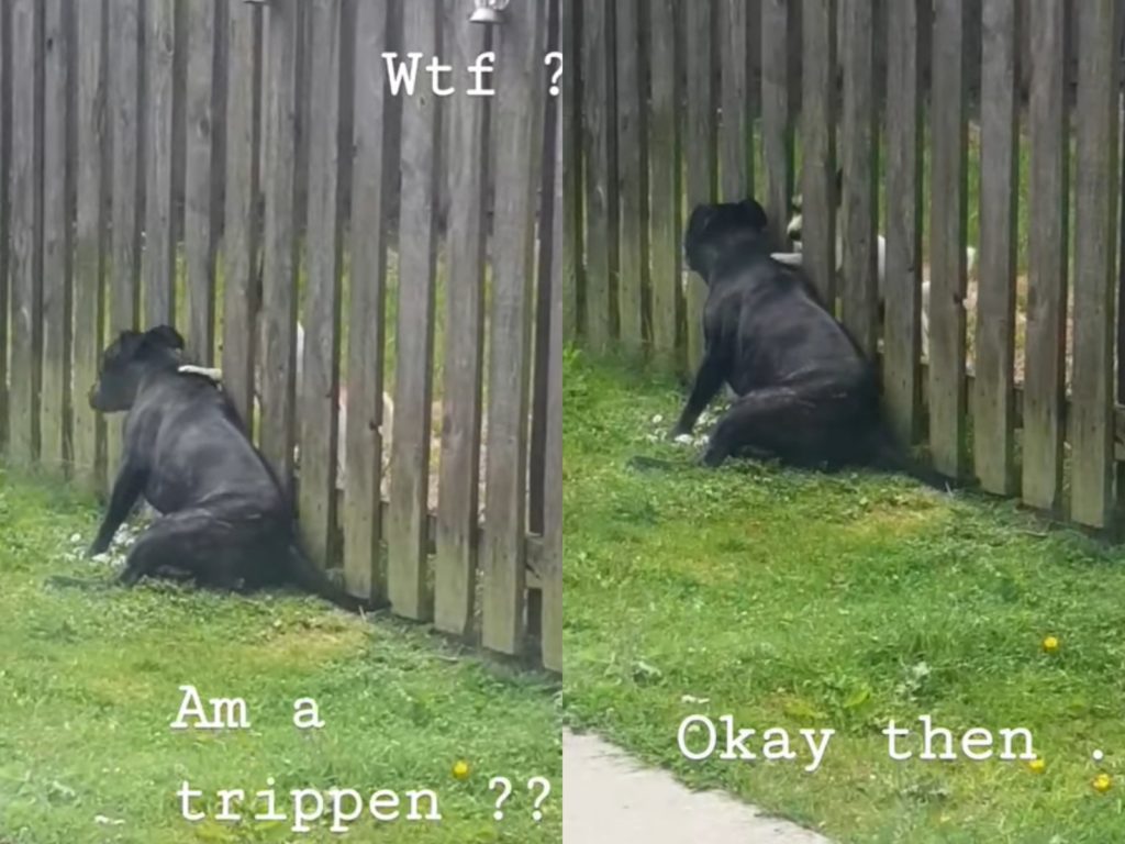 比奧：對對對就是J裡～HEN蘇胡啦～（圖／Kayleigh Burrowes） 