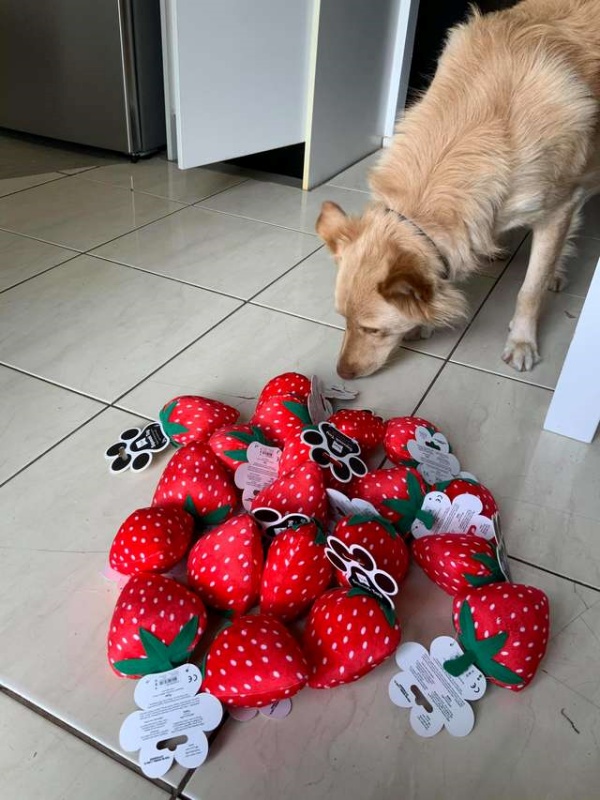 馬利花了一個小時和草莓們認識認識。（圖／Hayley Martin）