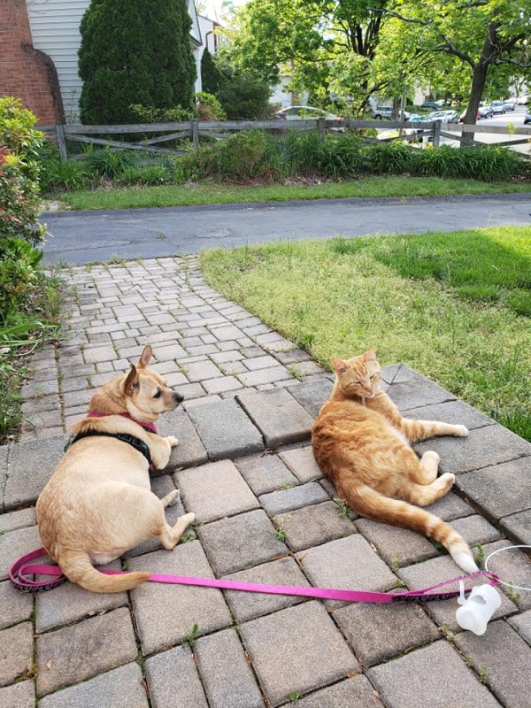 橘貓愛造訪女子家　會伴狗散步還陪睡：大家好鄰居嘛！