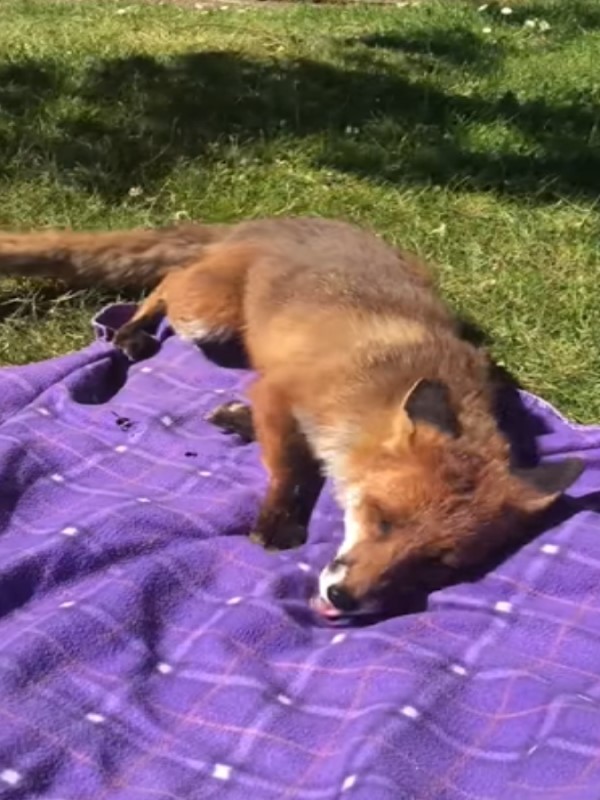 女子在草地野餐　忽遇野生狐狸靠近磨蹭毯子：好舒服喔！