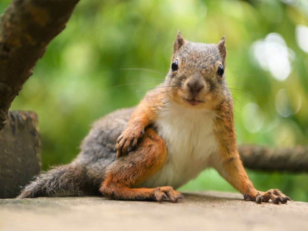 欸咦？你在拍我嗎？（圖／Twitter@vanity_temple） 