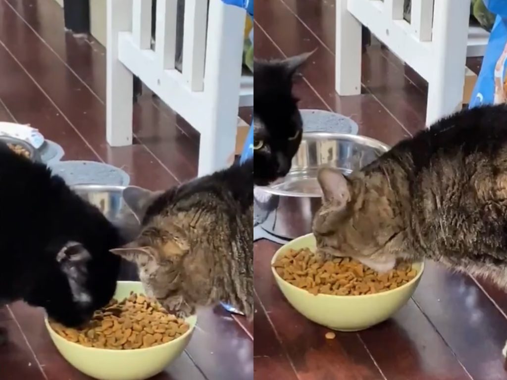 本貓的飯呢？兩隻貓共享一碗飯　貪吃虎斑貓竟出奇招搶飯
