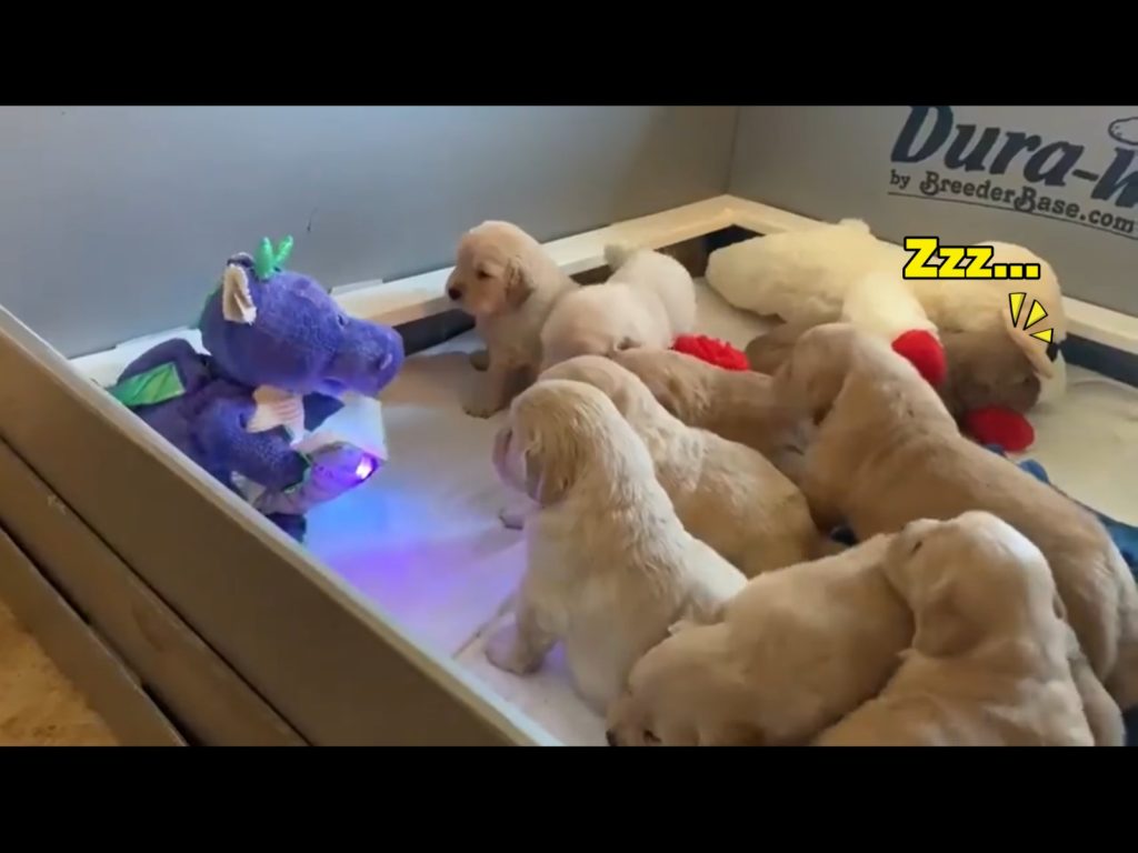 後面這隻竟然就這樣呼呼大睡，完全不受影響。（圖／Twitter@tperzyk） 