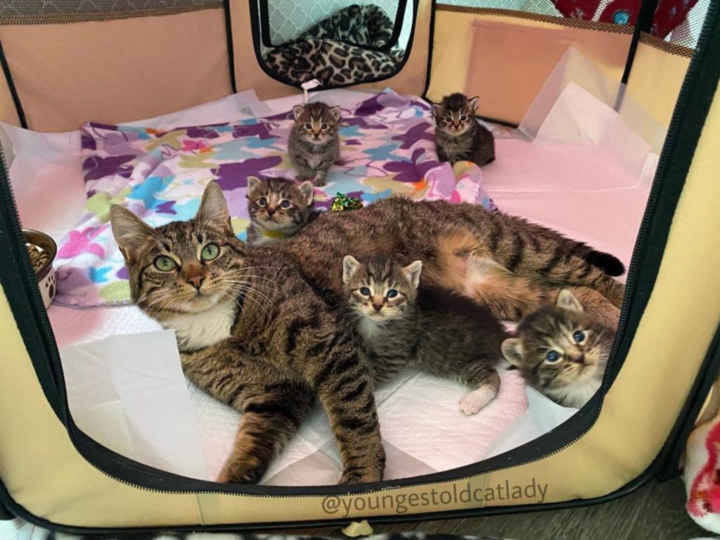 浪貓跑進公寓一戶人家裡生寶寶（圖／IG@youngestoldcatlady）