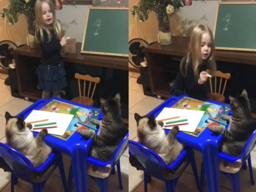 小女孩教畫畫　兩隻貓咪乖乖正坐當學生：上課啦！
