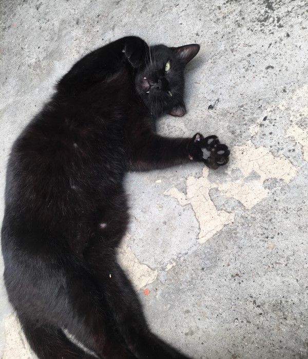 黑貓想偷吃便當香腸　女子：你不能吃！等等我沒養貓啊！