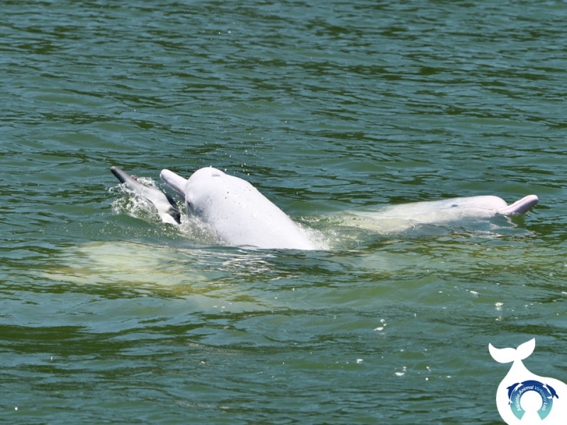 影像中成年海豚一直用像是頭、嘴等身體不同部位，將小海豚推上海面，希望幫助小海豚呼吸，不要沉浸海底。（圖／海洋動物影像解剖研究組授權提供）