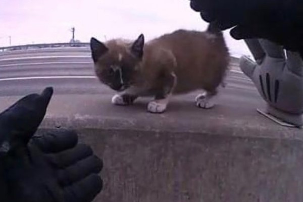 警察在高速公路救援小貓　從此黏上他：謝謝你救我！