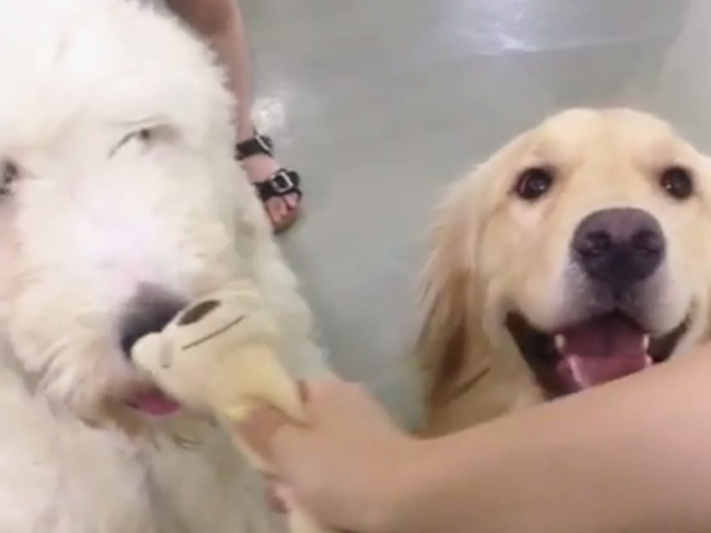 （咧嘴大笑）主人～快快快！陪偶玩！（圖／IG@luvuvi） 