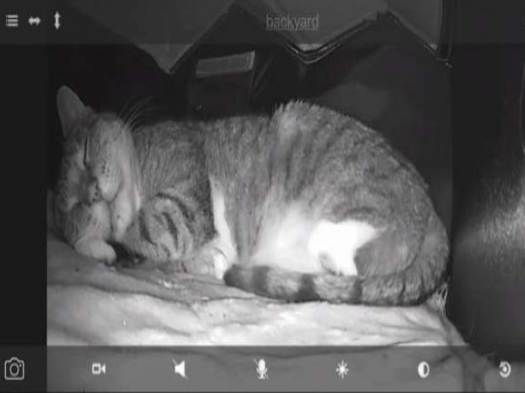 不愛貓的父親親手蓋貓屋還架設監視器（圖／Maria Cassano）