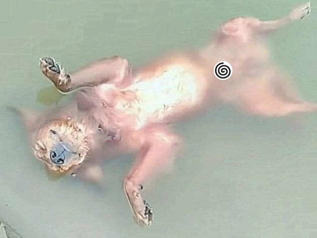 越南網友發現自家狗狗漂浮在河裡一動也不動（圖／FB@Thanh Thiện）