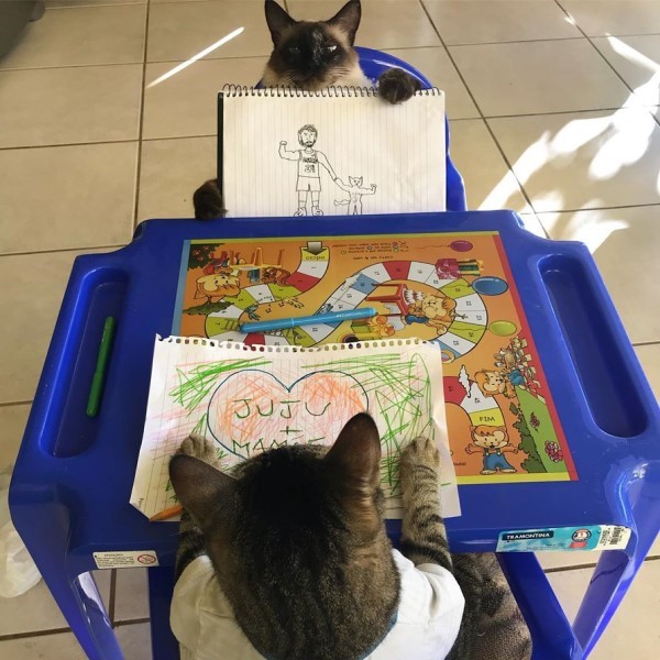 小女孩教畫畫　兩隻貓咪乖乖正坐當學生：上課啦！
