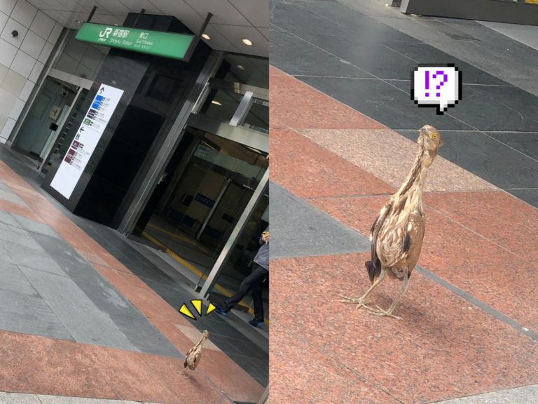 繁忙的新宿車站竟出現神秘鳥！牠一臉懵：我是誰我在哪？
