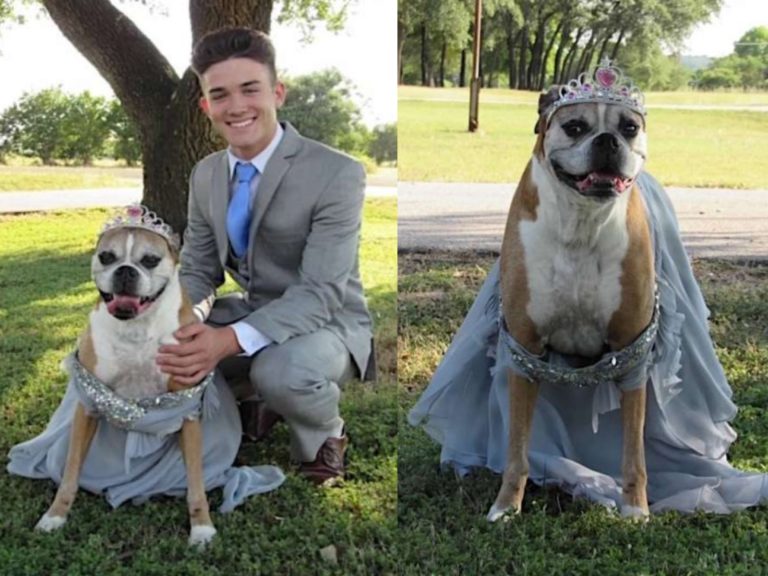 畢業舞會被取消　少年帶燦笑愛犬穿禮服：我們自己辦！
