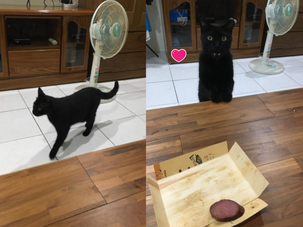 網友謝小姐日前遇到一隻黑貓「溜進她家」（圖／網友謝毓凡授權提供）