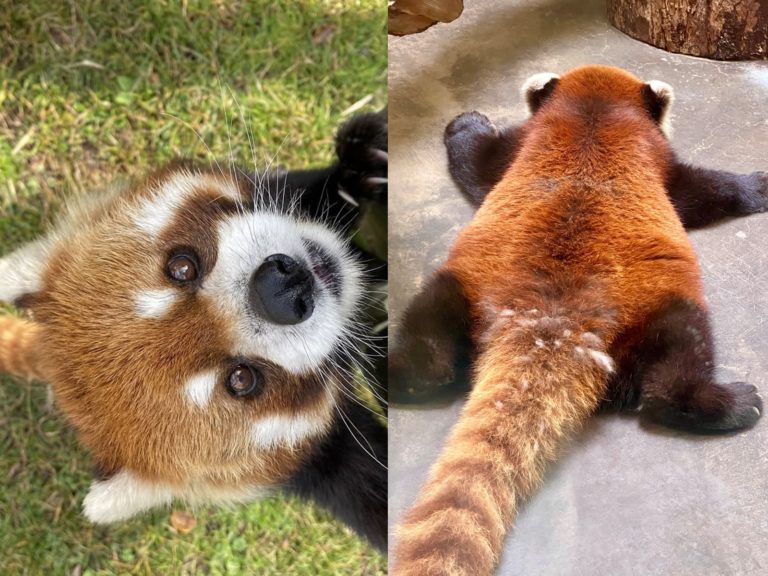 我就廢！天王寺動物園驚見「小熊貓」大字型趴睡